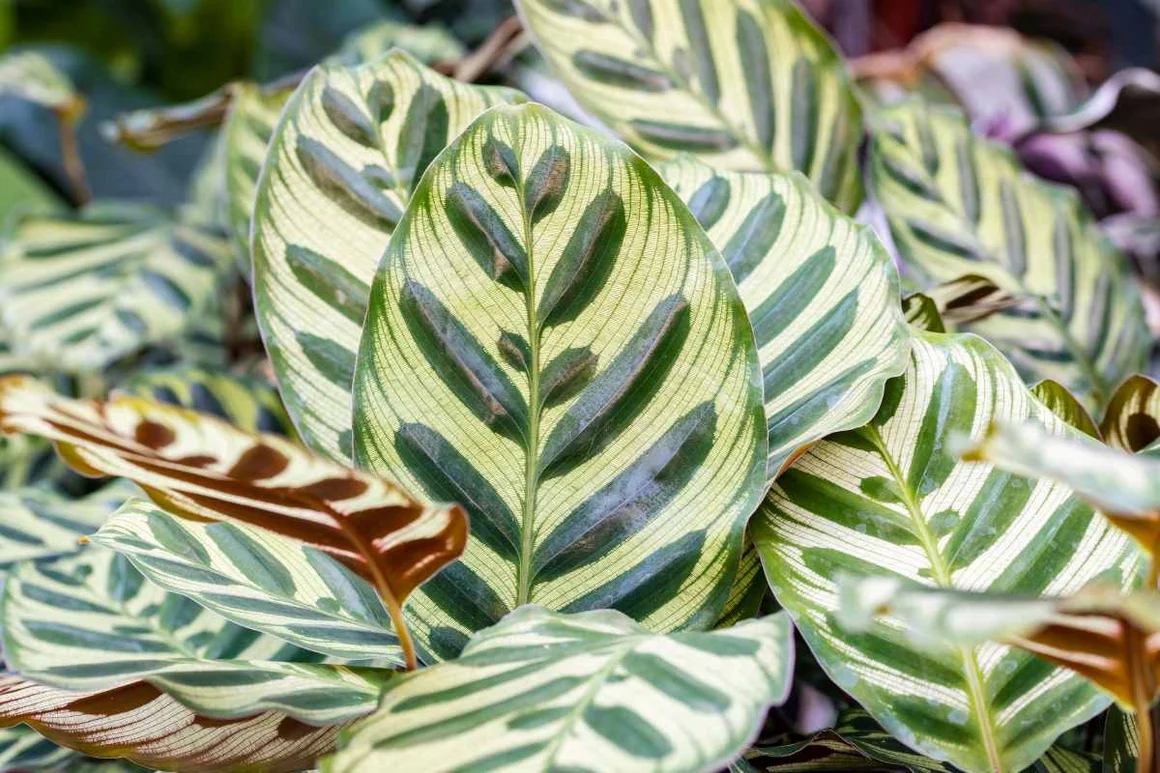 Grüne Blätter mit gelben Streifen